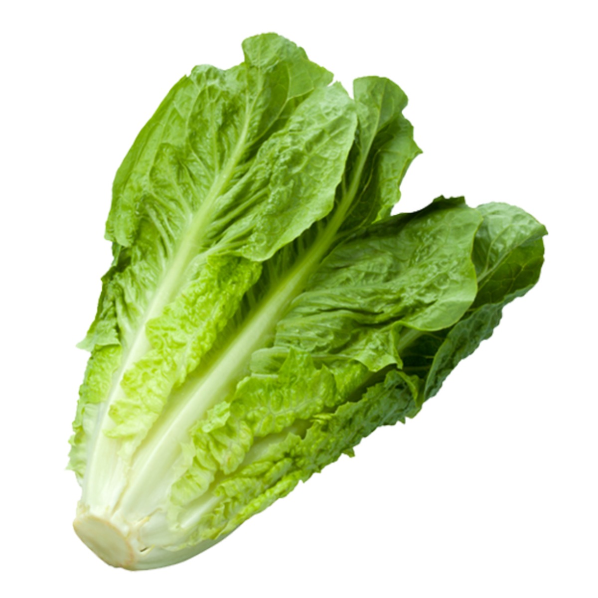 Lechuga Romana x un